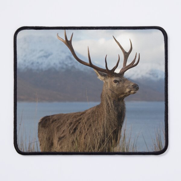 Item preview, Red Deer Stag in Winter designed and sold by derekbeattie.