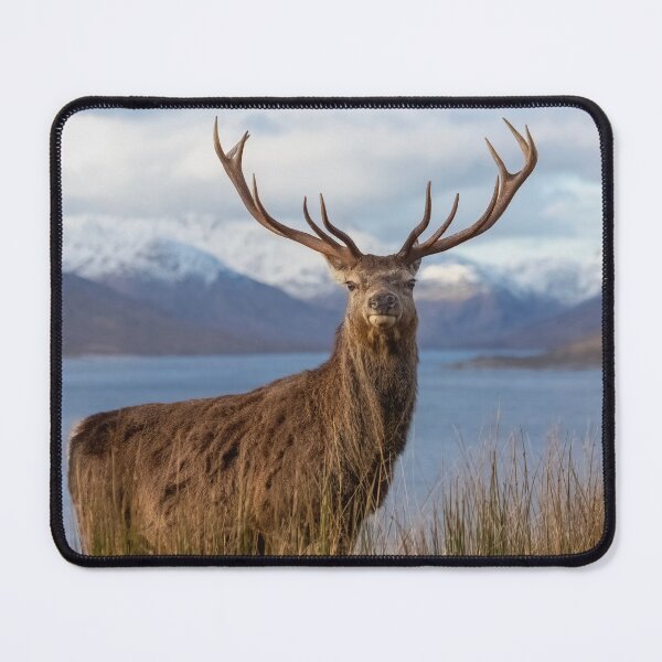 Item preview, Royal Red Deer Stag in Winter designed and sold by derekbeattie.
