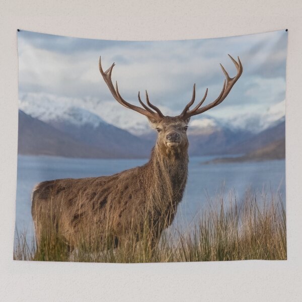Item preview, Royal Red Deer Stag in Winter designed and sold by derekbeattie.