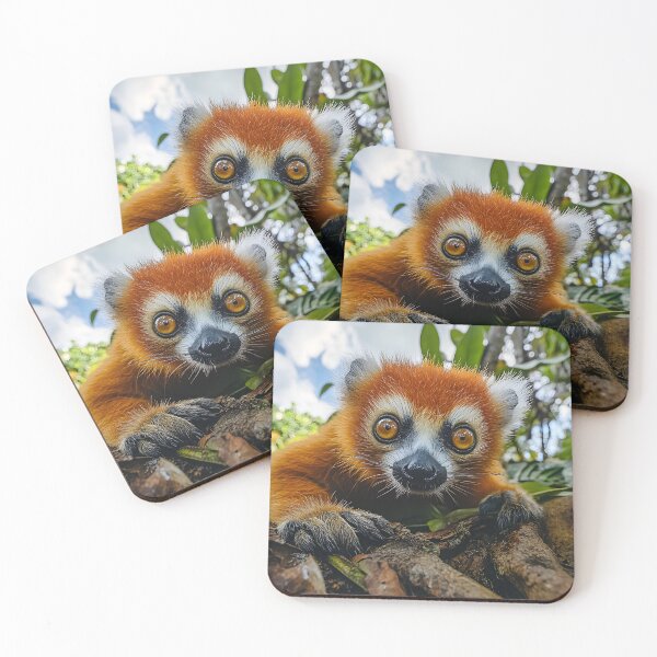 Item preview, Close-up of a curious red lemur in Madagascar forest. designed and sold by Artessie.