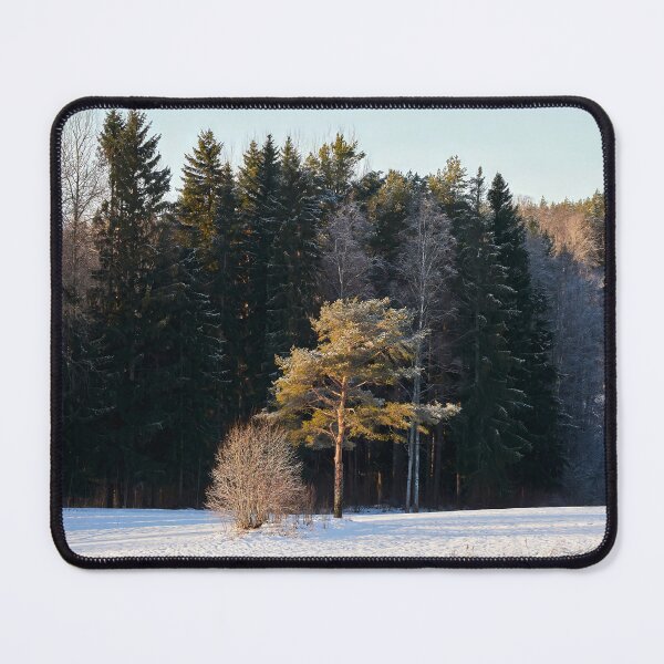 Item preview, The pine in the sun designed and sold by Jouko Lehto Photography.