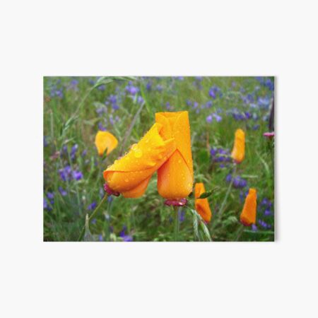 Item preview, California Poppies in a field designed and sold by oak-and-bumble.