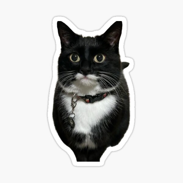 Item preview, Unamused Jyn designed and sold by MyCatJyn.