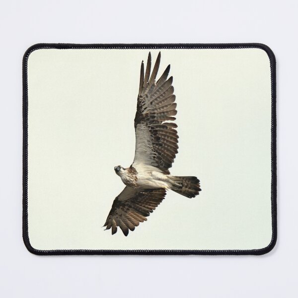 Item preview, Osprey in flight designed and sold by BirdsAlive.