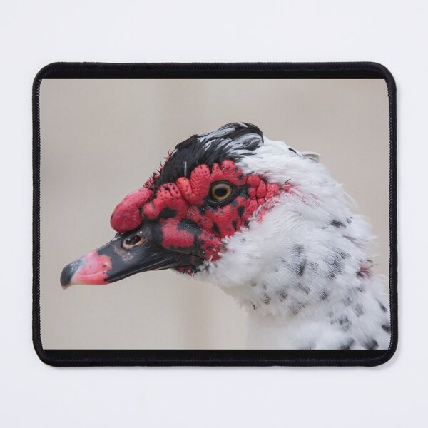 Item preview, Muscovy Duck Portrait (Domestic) designed and sold by CarolM.