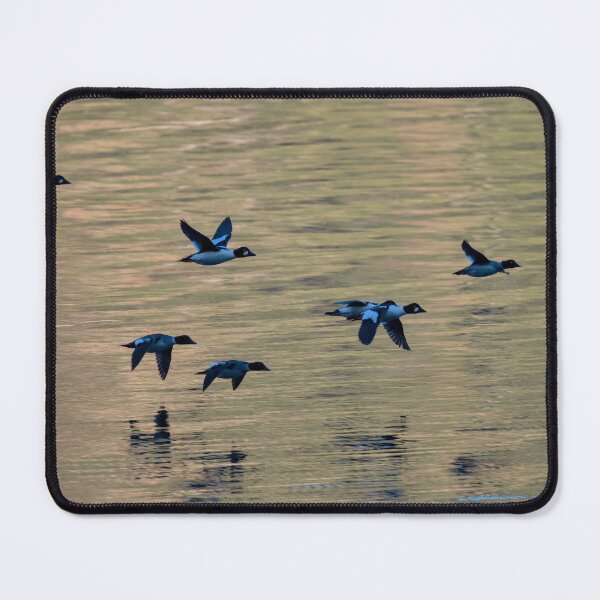 Item preview, Golden eye ducks in flight designed and sold by Cblifeisgood.