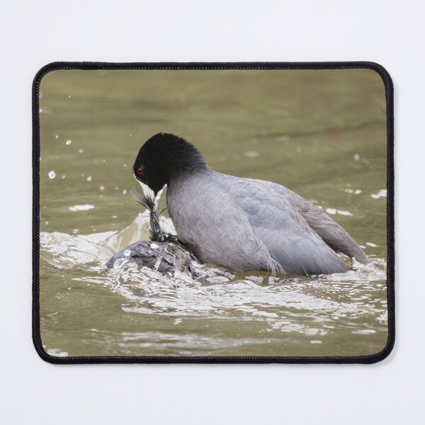 Item preview, American Coot Being Aggressive designed and sold by CarolM.