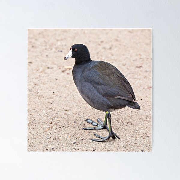 Item preview,   American Coot Showing Off Its Weird Lobed Feet  designed and sold by CarolM.