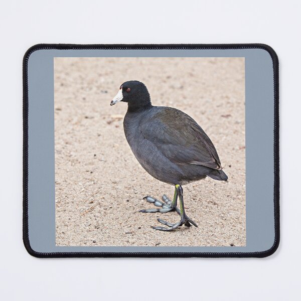 Item preview, American Coot Showing Off Its Weird Lobed Feet designed and sold by CarolM.