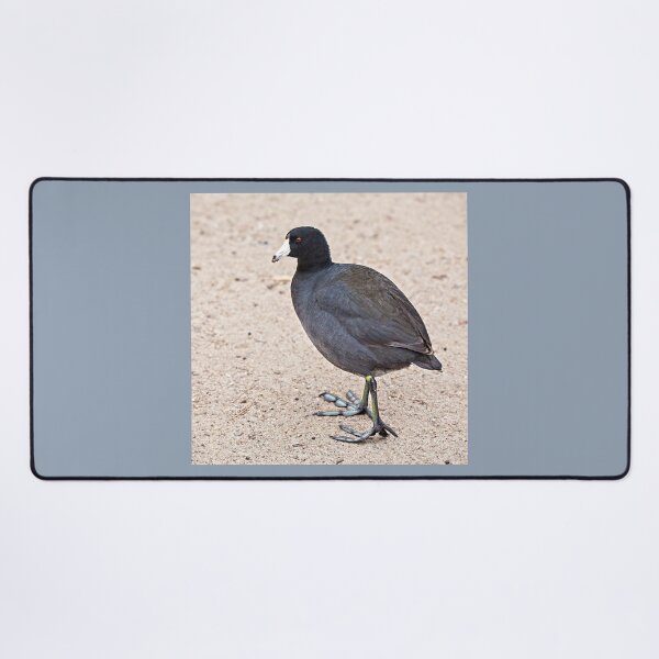 Item preview, American Coot Showing Off Its Weird Lobed Feet designed and sold by CarolM.