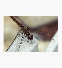 Dragon Photographic Print