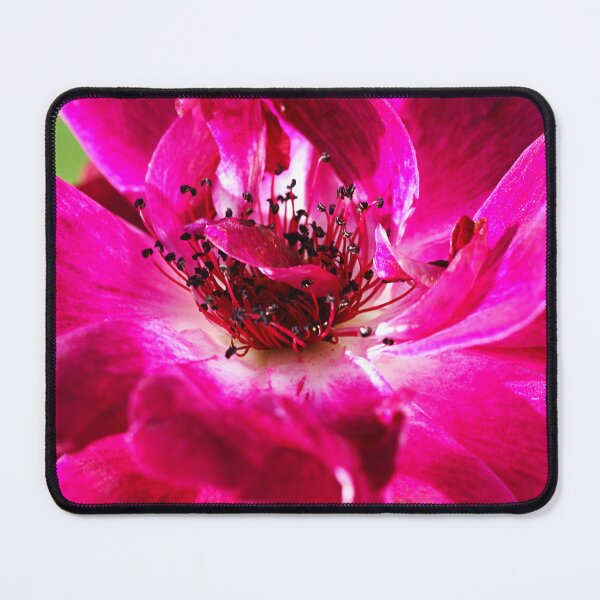 Item preview, The Elegant Burgandy Rose designed and sold by Joy Watson - Natural Light Photography .