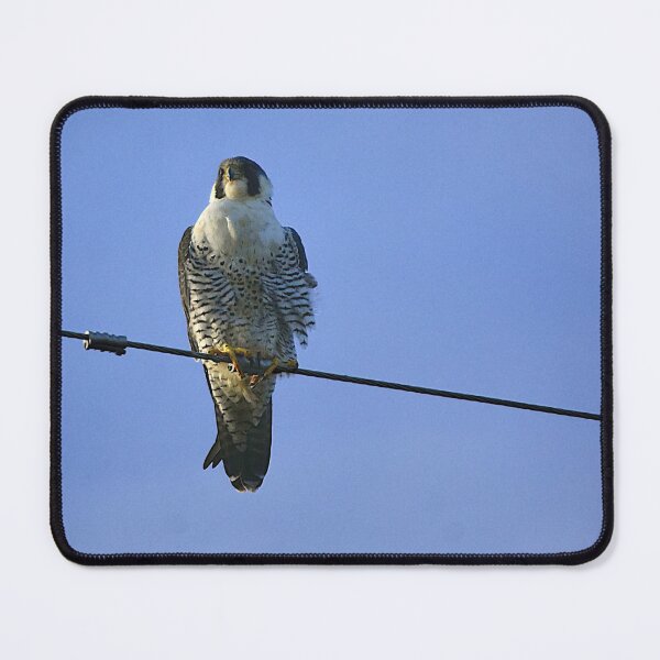 Item preview, Apopka Wildlife Drive Peregrine on a Wire  designed and sold by MercerImages.