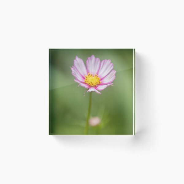 Item preview, Fragile Flower 3 designed and sold by Geoff Treagus.