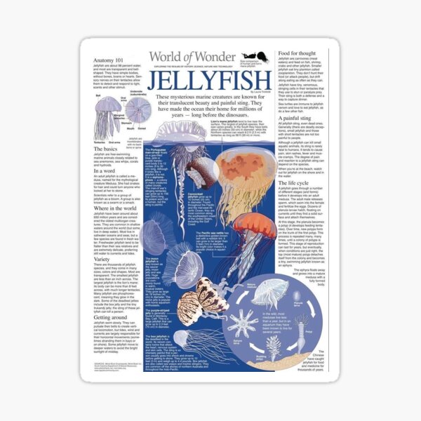 Item preview, Jellyfish designed and sold by KrisSJ12.