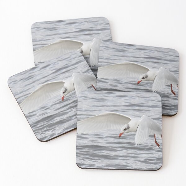 Item preview, Mediterranean Gull designed and sold by LaurenTucker.