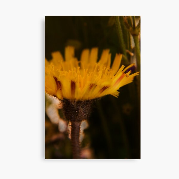 Yellow and Claret (from wild flowers collection) Canvas Print