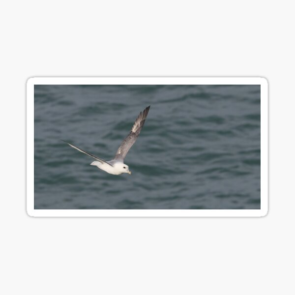 Item preview, Fulmar designed and sold by LaurenTucker.