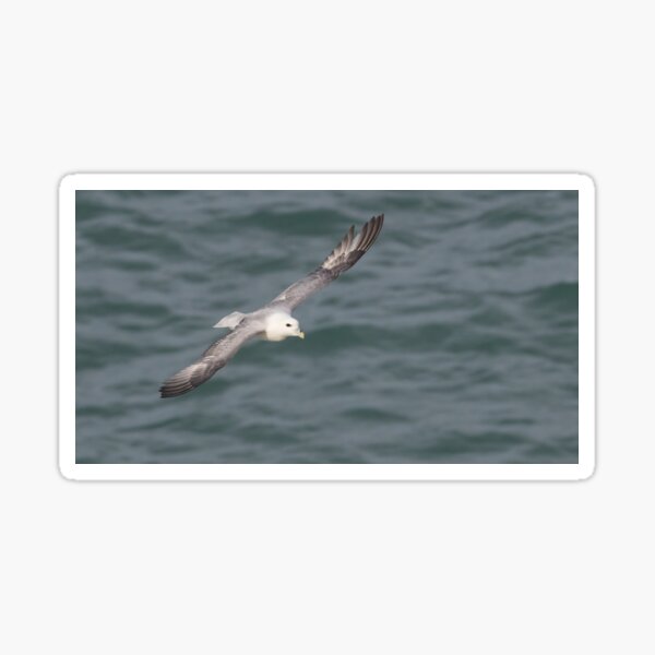 Item preview, Fulmar designed and sold by LaurenTucker.