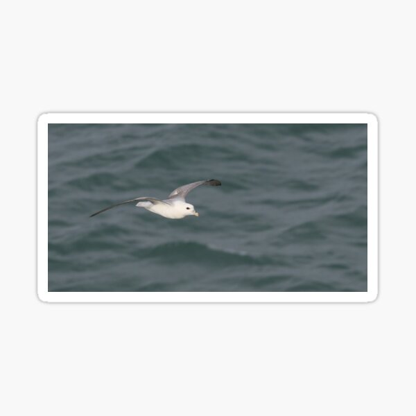 Item preview, Fulmar designed and sold by LaurenTucker.