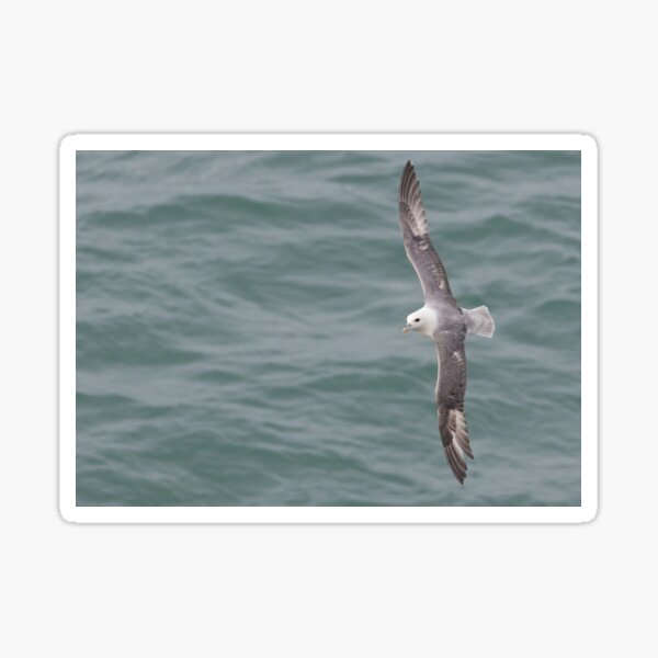 Item preview, Fulmar designed and sold by LaurenTucker.