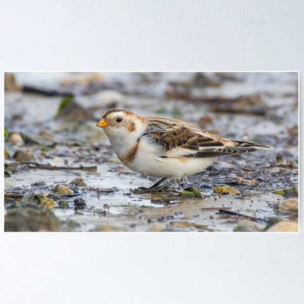 Item preview, Snow Bunting designed and sold by LaurenTucker.