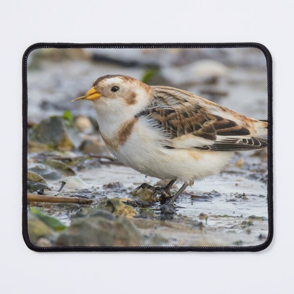 Item preview, Snow Bunting designed and sold by LaurenTucker.