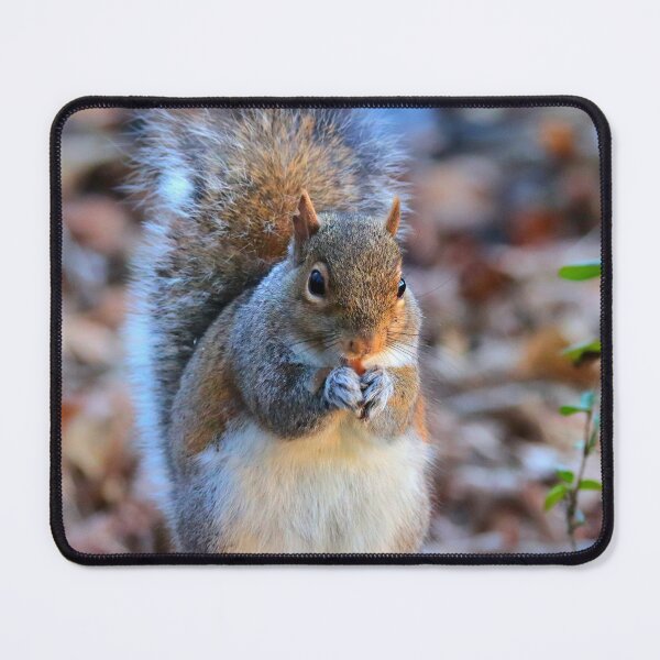 Item preview, Squirrel designed and sold by Parks and X.