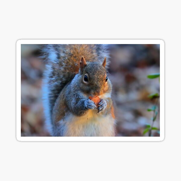 Item preview, Squirrel designed and sold by Parks and X.