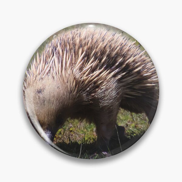 Item preview, echidna designed and sold by Gaylene Norton.