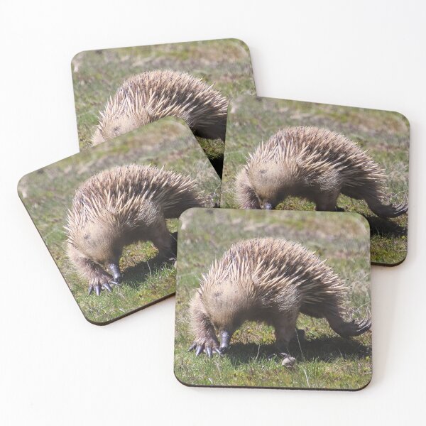 Item preview, echidna designed and sold by Gaylene Norton.