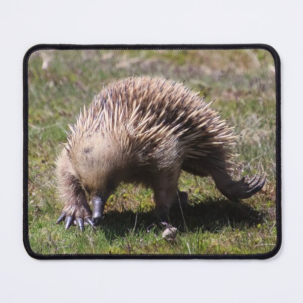 Item preview, echidna designed and sold by Gaylene Norton.