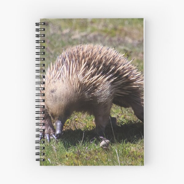 Item preview, echidna designed and sold by Gaylene Norton.