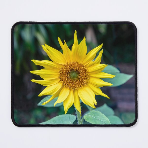 Item preview, Happy Sunflowers Helianthus Abstract X202 designed and sold by RichFrancoCars.
