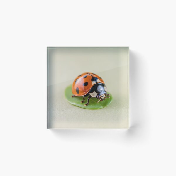Item preview, Ladybug: Polka-Dot Perfection designed and sold by Orca Chuckle Studios.