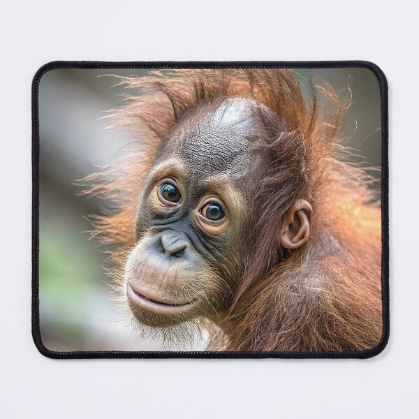 Item preview, Orangutan young portrait designed and sold by pawprintz.