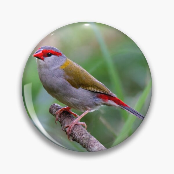 Artikelvorschau, Rotbrauenfink thront auf einem Ast entworfen und verkauft von BirdsAlive.