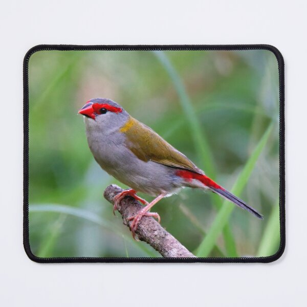 Item preview, Red-brow Finch perched on a branch designed and sold by BirdsAlive.