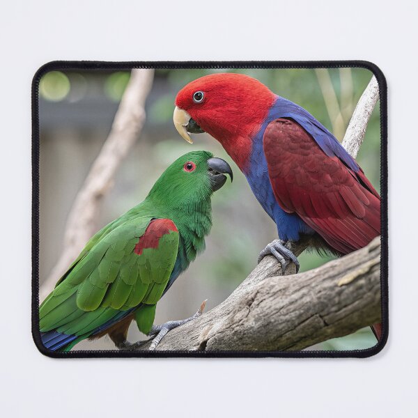 Item preview, Eclectus Parrots designed and sold by pawprintz.