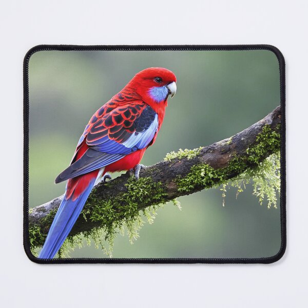 Item preview, Crimson Rosella designed and sold by pawprintz.