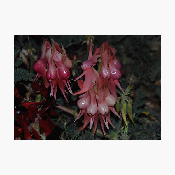 Item preview, Sturt Desert Peas designed and sold by Dusker.