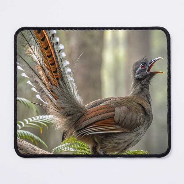 Item preview, Lyrebird singing designed and sold by pawprintz.