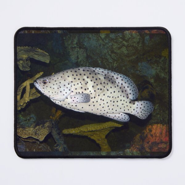 Item preview, Polka Dot Grouper designed and sold by Savannah Gibbs.