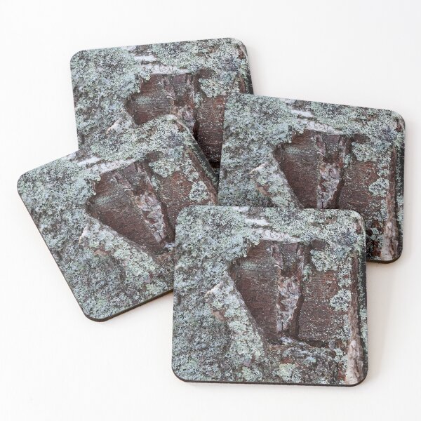 Item preview, Bark in birch designed and sold by Jouko Lehto Photography.