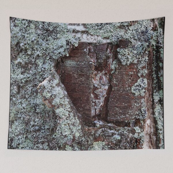 Item preview, Bark in birch designed and sold by Jouko Lehto Photography.