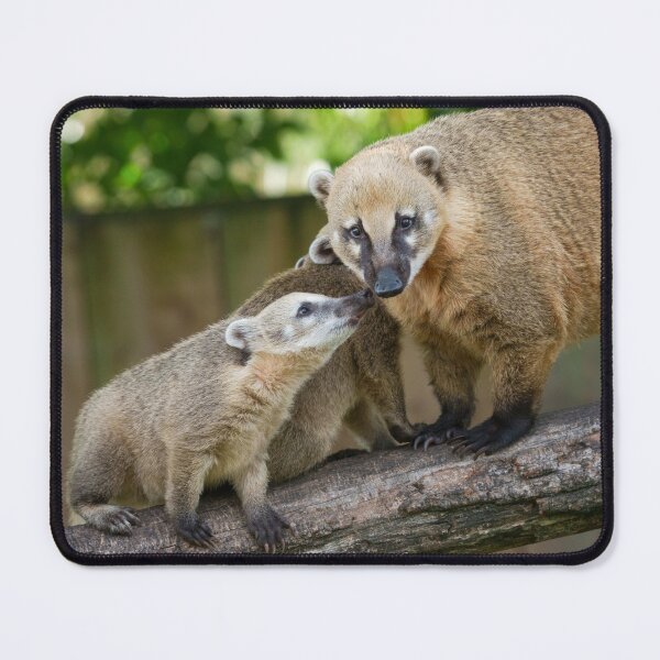 Item preview, Coati Pup Shares a Tender Moment with Mum designed and sold by rawshutterbug.