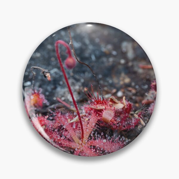 Item preview, Sundew Colony - Nature's Tiny Carnivores designed and sold by Pixel Press Prints.