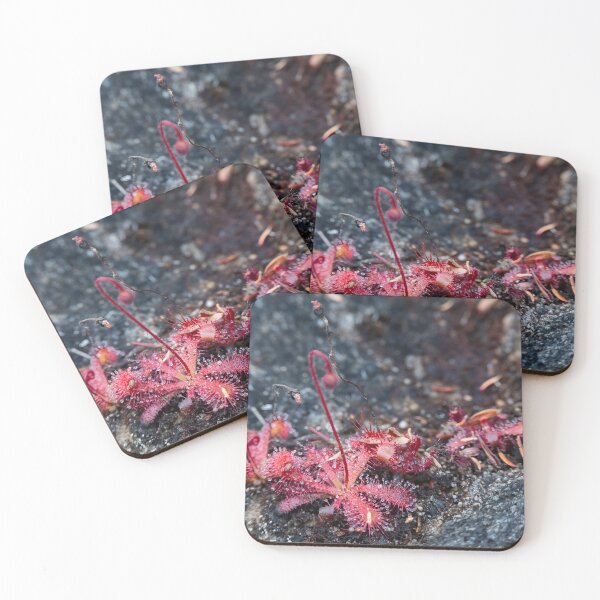 Item preview, Sundew Colony - Nature's Tiny Carnivores designed and sold by Pixel Press Prints.