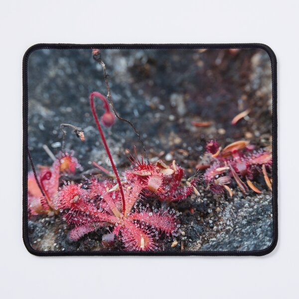 Item preview, Sundew Colony - Nature's Tiny Carnivores designed and sold by Pixel Press Prints.