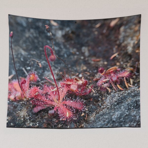 Item preview, Sundew Colony - Nature's Tiny Carnivores designed and sold by Pixel Press Prints.